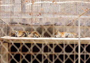 A lion watches a white Bengal tiger and a Siberian tiger staring at each  other in